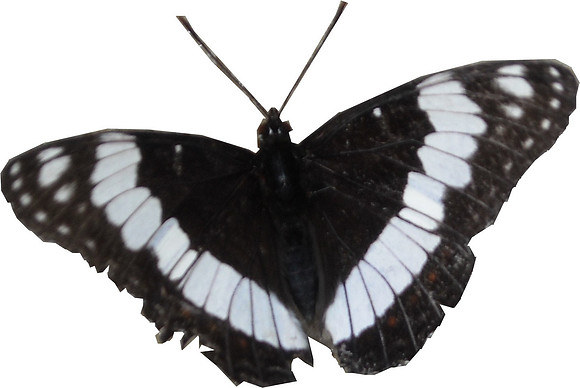 wyo 010